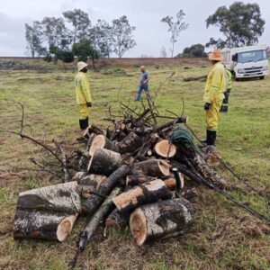CSG - landscaping - Earth Day - Dead trees cut up and ready fro removal